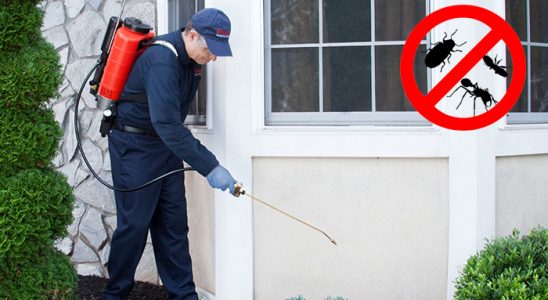 Kaynaşlı Kene İlaçlama böcek ilaçlama ve haşere kontrolü — ilaclama-tr.com